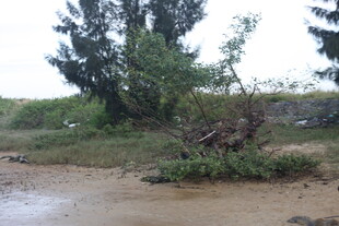 河边倒伏树木与绿植景观