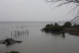 雾霭中的水域与水中木桩