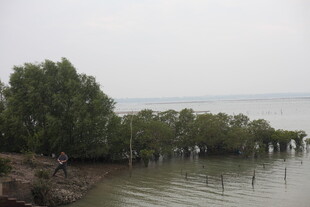 湖畔绿树环绕的宁静景致