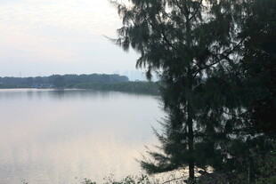 湖畔树木与宁静水面