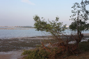 岸边孤树与宁静水域