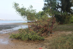 岸边倒伏树木与荒芜景象