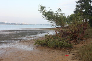 岸边倾斜树木与水域景观