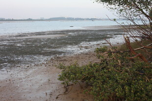 海边滩涂与岸边绿植景观