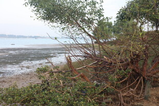 海边红树林景观