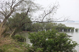 河畔树木与绿植景观