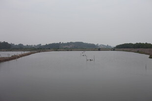 平静宽阔的水域景观