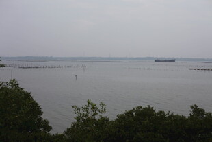 海边红树林景观