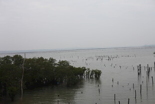 海边红树林景观