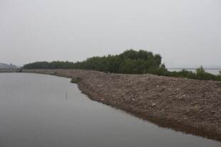 河岸风景岸边绿植与水域