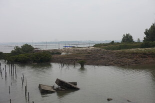 海边红树林景观