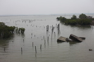 被淹区域的残垣与植被