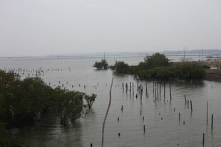 海边红树林景观