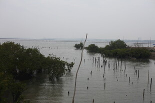 湿地水域中的茂密红树林