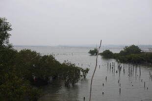 湿地红树林景观