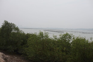 湖畔绿树环绕的宁静景致