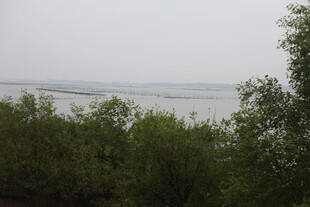 林间远眺朦胧水域景色