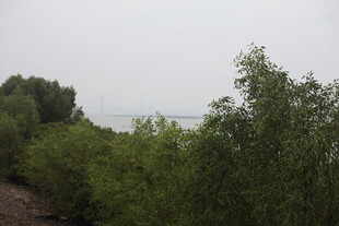 湖畔葱郁植被景观