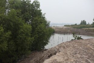 河畔绿树环绕的宁静风光