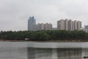 湖畔高楼与葱郁树林景观