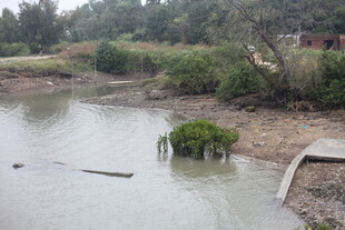河岸自然景观与水中植被