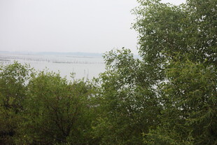 林间远眺朦胧水域景色