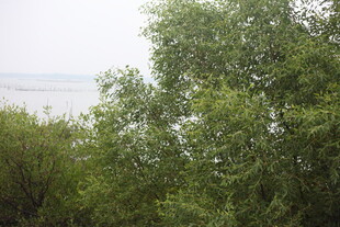 绿意盎然的树林与远景