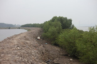 河岸旁的植被与裸露泥土