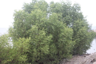 岸边葱郁绿树景观