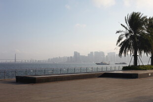 海滨城市风光棕榈树相伴