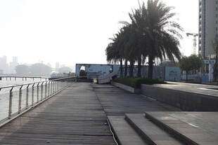 海滨步道旁的高大棕榈树