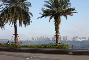 公路旁的棕榈树与城市远景