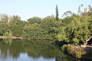 湖畔绿树成荫的美丽景致
