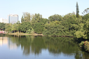 湖畔绿树成荫的宁静风光