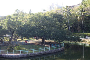 湖畔绿树环绕的休闲公园