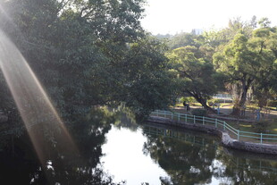 湖畔绿树环绕的静谧风光