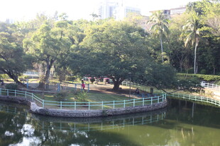 公园湖畔绿树环绕美景