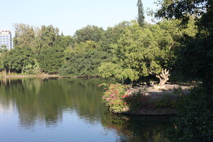 湖畔绿树成荫的静谧风光