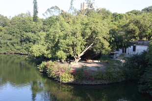 湖畔绿树环绕的静谧景致