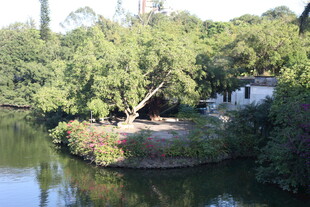 湖畔绿树环绕的静谧景致