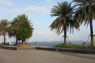 海滨步道旁的葱郁棕榈树