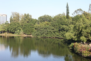 湖畔绿树环绕的自然美景