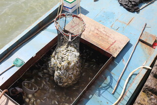 船上打捞起的神秘物体