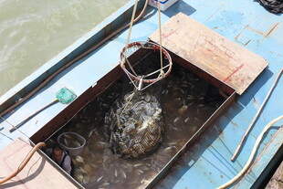 船上捕获的神秘海洋生物