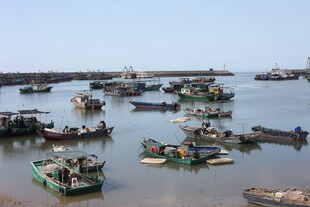 港湾中的众多渔船停泊景象