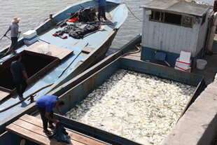 工人码头装卸鱼货