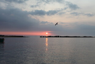 夕阳下飞鸟掠过平静水面