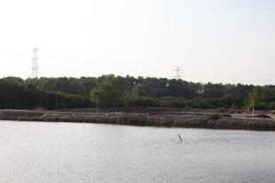 湖畔风光远处林木葱茏