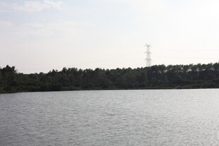 湖畔风光远处高塔隐于林