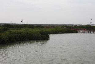 河畔绿植环绕的宁静水域